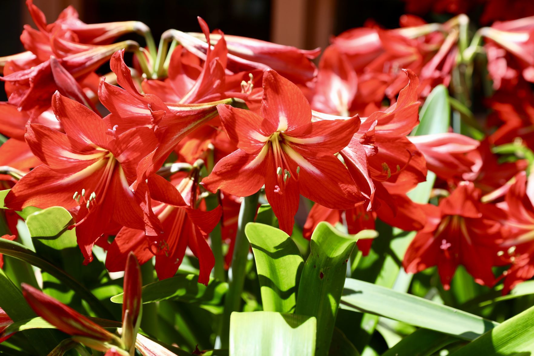 Amaryllis Bloom
